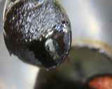 椎茸ホイコーロー作り方10写真