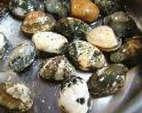 さっぱり浅蜊りぞっと。作り方2写真