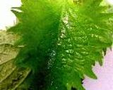さっぱり浅蜊りぞっと。作り方4写真