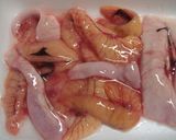 魚を三枚おろしにします。作り方19写真