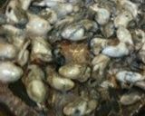 男子めし◆保存食！カキの絶品オイル漬け作り方6写真