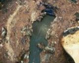 男子めし◆保存食！カキの絶品オイル漬け作り方9写真