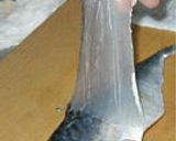 普通の しめ鯖作り方7写真