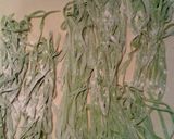 ほうれん草の生パスタ フィットチーネ作り方7写真