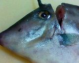 ウマズラハギをさばく作り方1写真
