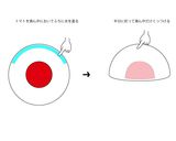 お弁当に！ミニトマ餃子作り方2写真