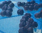 プラムで梅干し風作り方10写真