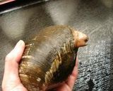 ホッキ貝の和風カルパッチョ作り方2写真