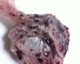 超簡単...たった1分...浅漬.梅大根作り方6写真