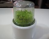 えんどう豆のごはん作り方3写真