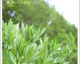 電子レンジで作る☆ヨモギの草餅作り方1写真