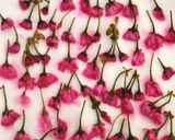 * 八重桜 ❤ 桜の花の塩漬け♪作り方3写真