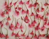 * 八重桜 ❤ 桜の花の塩漬け♪作り方5写真