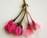 * 八重桜 ❤ 桜の花の塩漬け♪作り方7写真