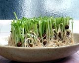 残り物de勝手にコラボ★豆苗坦坦春雨作り方3写真