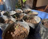 ボルゲーゼ🍅の自家製セミドライトマト作り方12写真