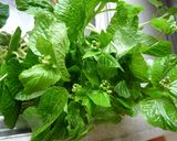 ☆ツーンといただく花わさび☆ツーンのコツ作り方1写真