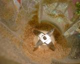☆超簡単！胡瓜＆鶏肉のゴマドレ和え☆作り方5写真