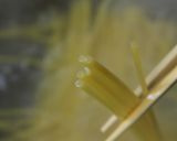 ボロネーゼ作り方31写真