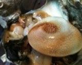 桜新町のサザエさん／梅味つぼ焼き作り方9写真