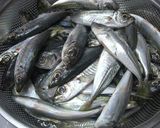 圧力鍋で★小あじとセロリの簡単トマト煮作り方1写真