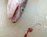 焼穴子茶漬。作り方9写真