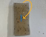ごぼうとこんにゃくの胡麻味噌和え作り方3写真
