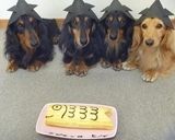 わんこ用こいのぼりロール♪作り方7写真