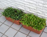 ベビーリーフのサラダ作り方1写真