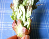 今が旬！たらの芽の天ぷら作り方1写真