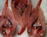 骨まで食べようキンキン(キンキ)の唐揚げ作り方4写真