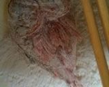 骨まで食べようキンキン(キンキ)の唐揚げ作り方5写真