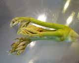 たらの芽の天ぷら作り方1写真