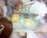 BABYホタテのエスカルゴ風作り方4写真