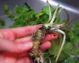 写真付☆ツンと辛い、葉わさび醤油づけ。作り方1写真