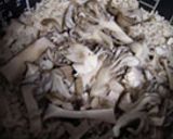 きのこの炊き込みごはん作り方3写真