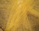 トマトと大葉の冷たいパスタ。作り方2写真