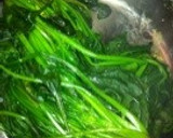 給食でも人気！ほうれん草の納豆和え作り方2写真
