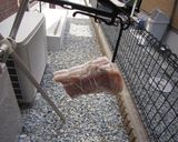 自家製　ベーコン作り方5写真