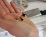 基本のイカのさばきかた。作り方9写真