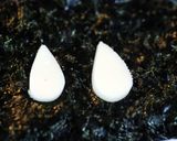 しまうまのお弁当＊キャラ弁作り方5写真