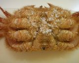 毛蟹のおいしい食べ方作り方1写真