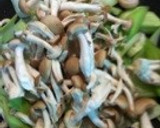 青梗菜としめじと豚肉のオイスター炒め作り方8写真