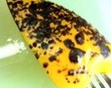 5種の野菜とベーコンのペペロンチーノ作り方2写真