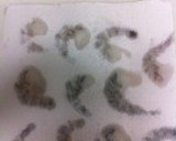 エビの下処理作り方5写真
