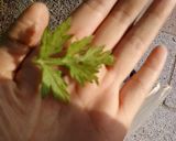 生よもぎで作る！よもぎ蒸しパン作り方1写真