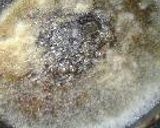 まるめて、つくね。作り方10写真