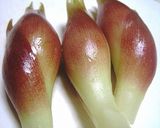 茗荷とキュウリの和え物作り方1写真