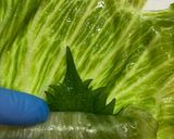 レタスの肉巻き（梅しそポン酢）作り方6写真