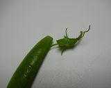 【農家のレシピ】スナップエンドウの塩茹で作り方1写真